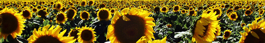 Žagubica Rotating Header Image
